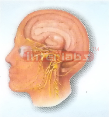 HUMAN HEAD AND NECK CRANIAL NERVES DISTRIBUTION MODEL